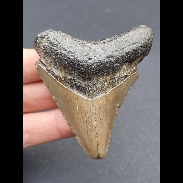 6,6 cm grauer Zahn des Megalodon