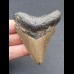 6,6 cm grauer Zahn des Megalodon