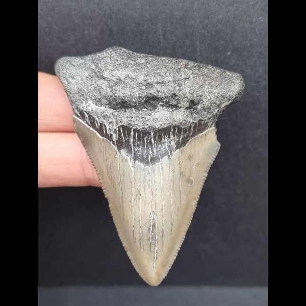 6,8 cm guter Zahn des Megalodon