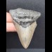 6,8 cm guter Zahn des Megalodon