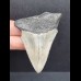 6,8 cm guter Zahn des Megalodon