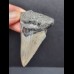 6,8 cm good tooth of the Megalodon