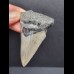 6,8 cm guter Zahn des Megalodon