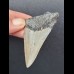6,8 cm guter Zahn des Megalodon