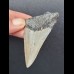 6,8 cm good tooth of the Megalodon