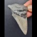 6,8 cm guter Zahn des Megalodon