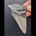 6,8 cm good tooth of the Megalodon