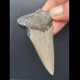 6,8 cm guter Zahn des Megalodon