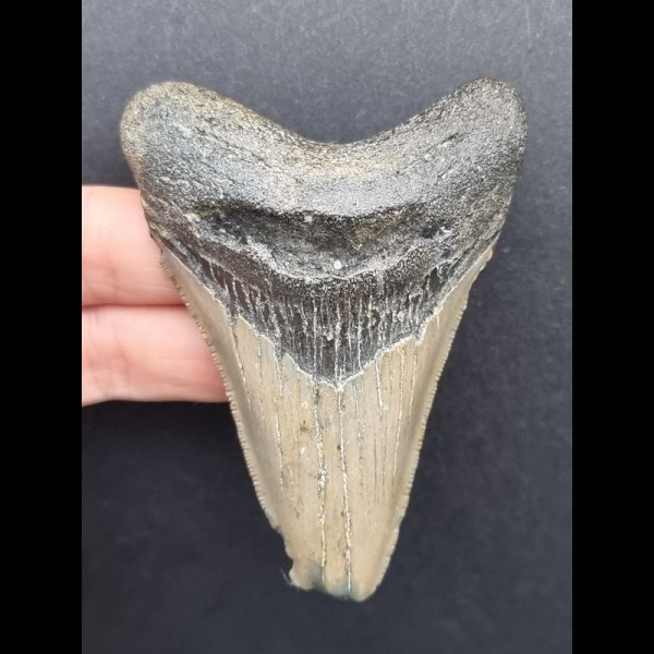 8,4 cm grauer Zahn des Megalodon