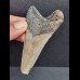 8,4 cm grauer Zahn des Megalodon