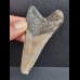 8,4 cm gray tooth of the Megalodon