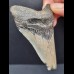 8,4 cm gray tooth of the Megalodon