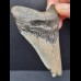 8,4 cm grauer Zahn des Megalodon