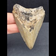 7.3 cm light gray tooth of the Megalodon