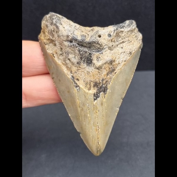 7,3 cm hellgrauer Zahn des Megalodon