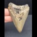 7,3 cm hellgrauer Zahn des Megalodon