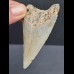 7,3 cm hellgrauer Zahn des Megalodon
