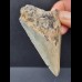 7,3 cm hellgrauer Zahn des Megalodon