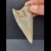 7,3 cm hellgrauer Zahn des Megalodon