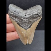 7.7 cm gray tooth of the Megalodon