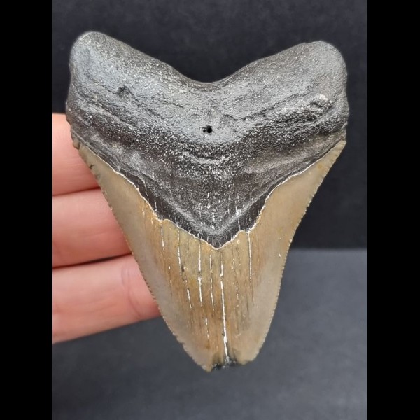 7,7 cm grauer Zahn des Megalodon