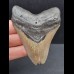 7,7 cm grauer Zahn des Megalodon