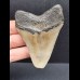 7,7 cm grauer Zahn des Megalodon