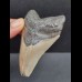 7,7 cm grauer Zahn des Megalodon