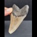 7.7 cm gray tooth of the Megalodon