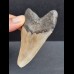 7,7 cm grauer Zahn des Megalodon