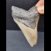 7,7 cm grauer Zahn des Megalodon