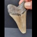 7,7 cm grauer Zahn des Megalodon