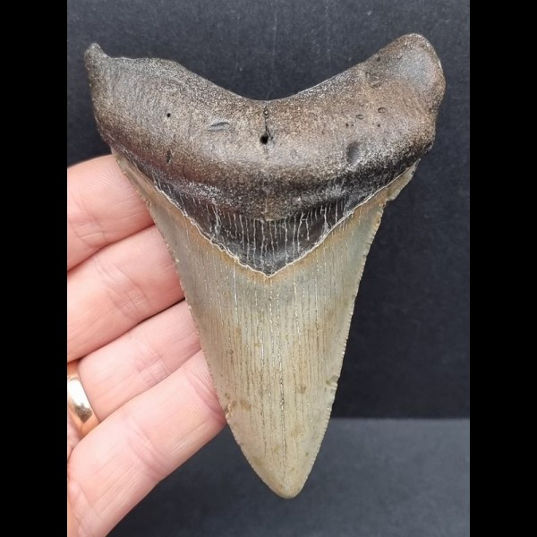 9,9 cm großer, dolchförmiger Zahn des Megalodon