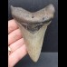 9,9 cm großer, dolchförmiger Zahn des Megalodon