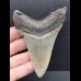 9,9 cm großer, dolchförmiger Zahn des Megalodon