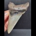 9,9 cm großer, dolchförmiger Zahn des Megalodon