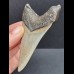 9,9 cm großer, dolchförmiger Zahn des Megalodon