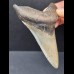 9,9 cm großer, dolchförmiger Zahn des Megalodon