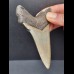 9,9 cm großer, dolchförmiger Zahn des Megalodon