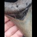9,9 cm large dagger-shaped tooth of the Megalodon