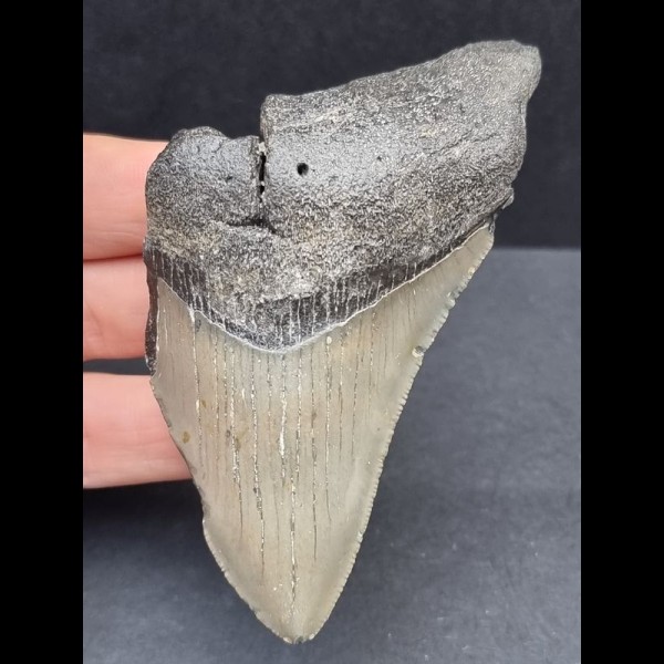 8,8 cm graues Zahnfragment des Megalodon