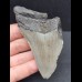 8,8 cm graues Zahnfragment des Megalodon