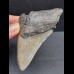 8,8 cm graues Zahnfragment des Megalodon