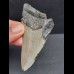 8,8 cm graues Zahnfragment des Megalodon