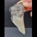 8,8 cm graues Zahnfragment des Megalodon