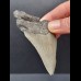 8,8 cm graues Zahnfragment des Megalodon