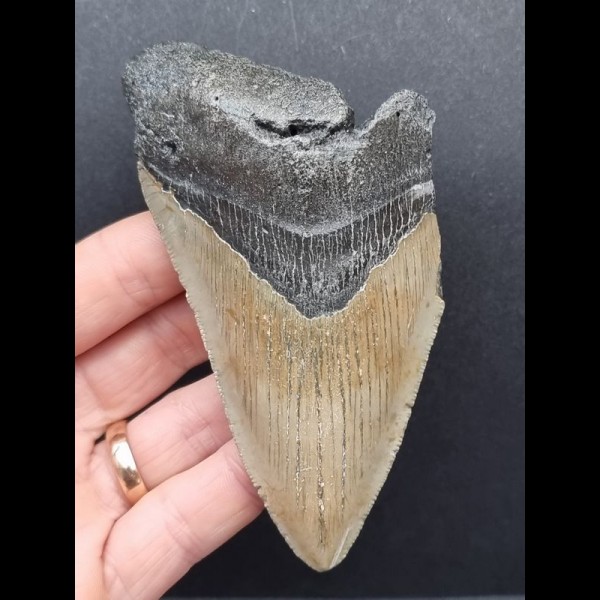 11,0 cm großes Zahnfragment des Carcharocles Megalodon