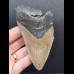 11,0 cm großes Zahnfragment des Carcharocles Megalodon