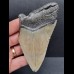 11,0 cm großes Zahnfragment des Carcharocles Megalodon