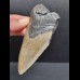 11,0 cm großes Zahnfragment des Carcharocles Megalodon